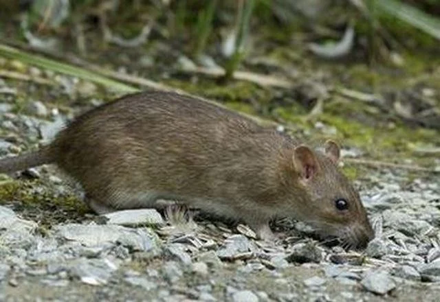 Rattus norvegicus