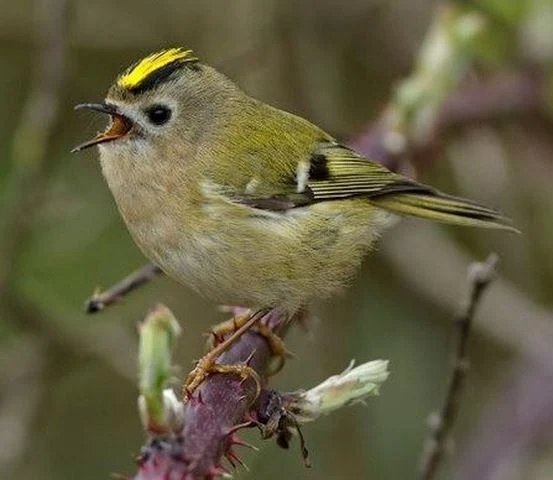 Regulus regulus