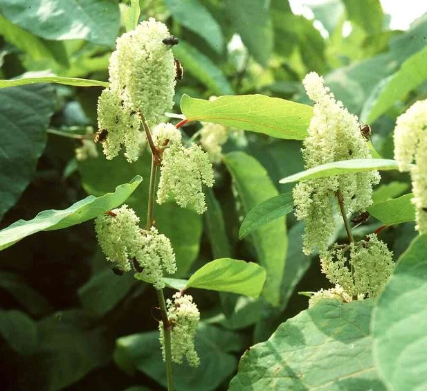 Reynoutria sachalinensis