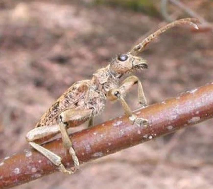 Rhagium sycophanta