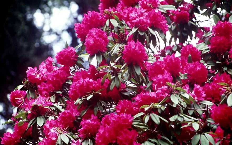 Rhododendron arboreum