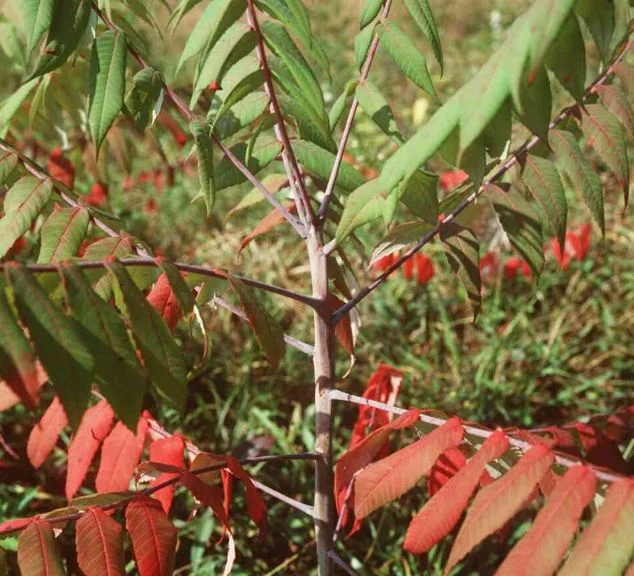 Rhus glabra
