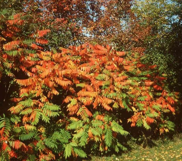 Rhus hirta