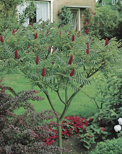 Rhus typhina