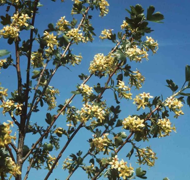 Ribes aureum