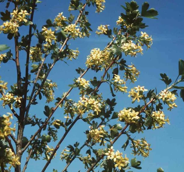 Ribes fragrans