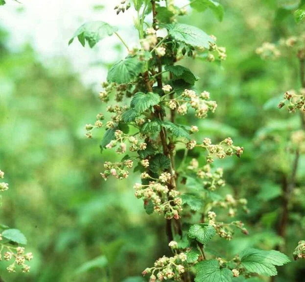 Ribes nigrum