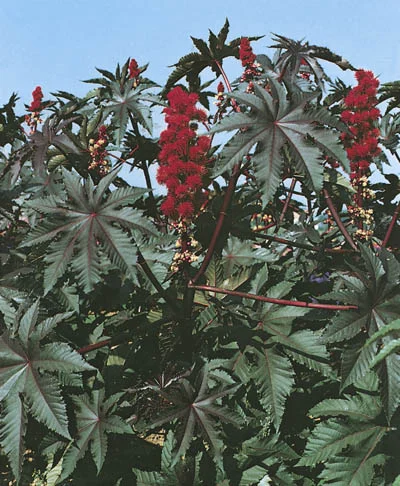 Ricinus communis