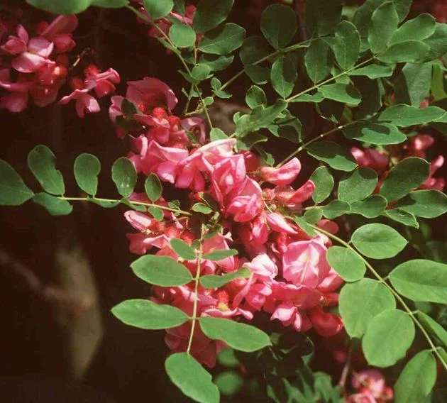 Robinia hispida