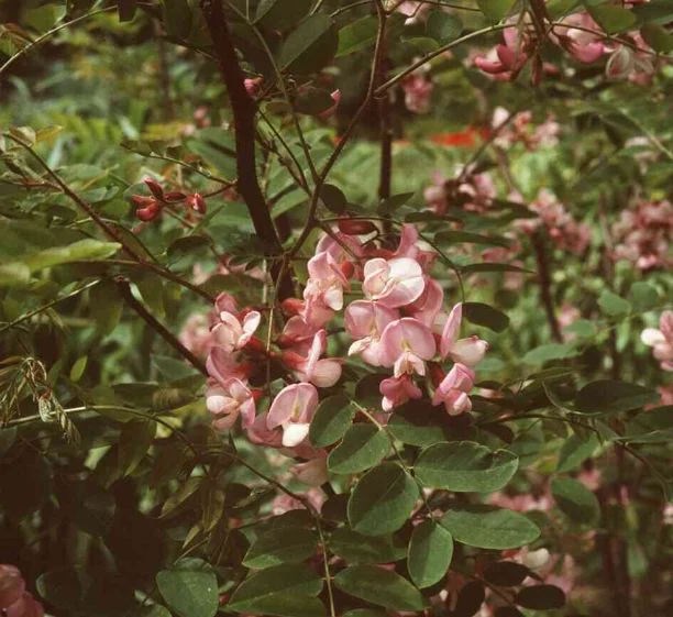 Robinia kelseyi