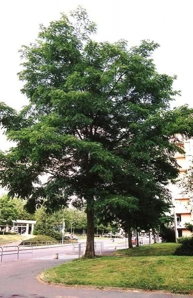 Robinia pseudoacacia