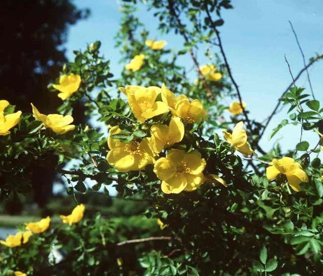 Rosa foetida