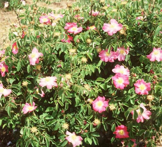 Rosa gallica