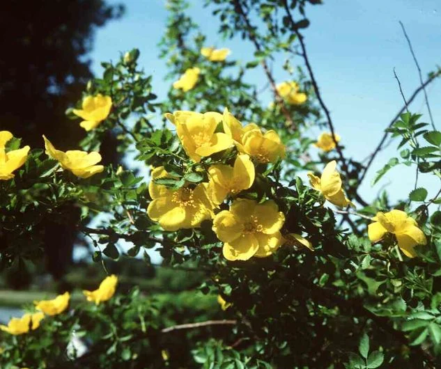 Rosa lutea