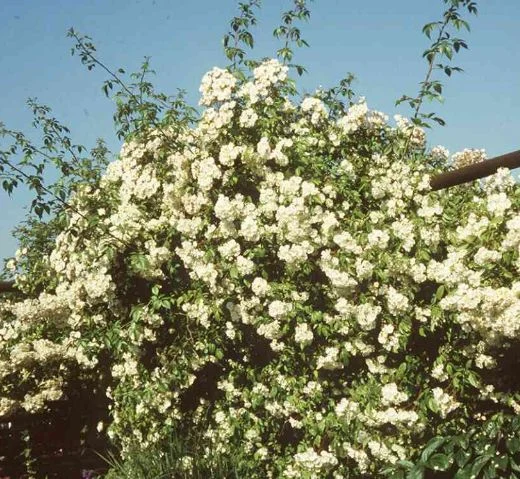 Rosa multiflora