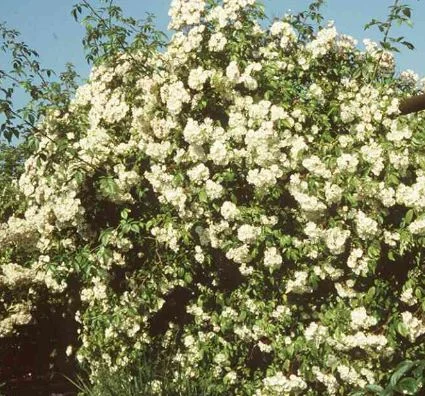 Rosa polyantha
