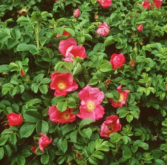 Rosa regeliana