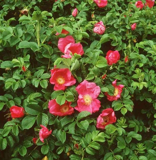 Rosa rugosa