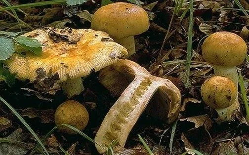 Russula foetens