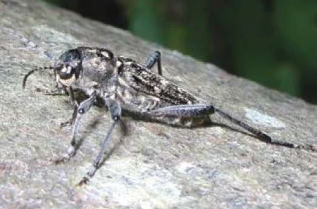 Rusticoclytus rusticus