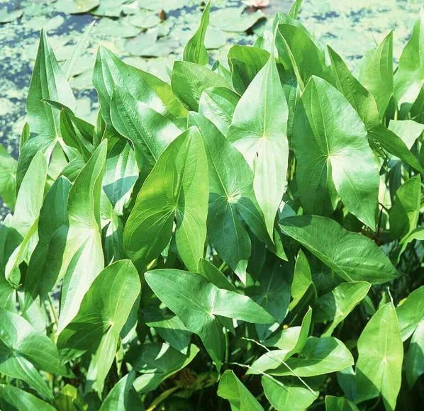 Sagittaria chinensis