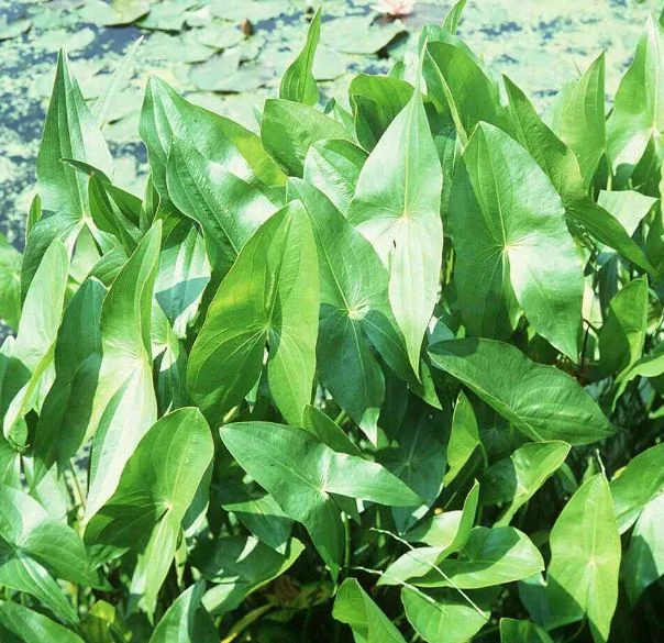 Sagittaria gracilis