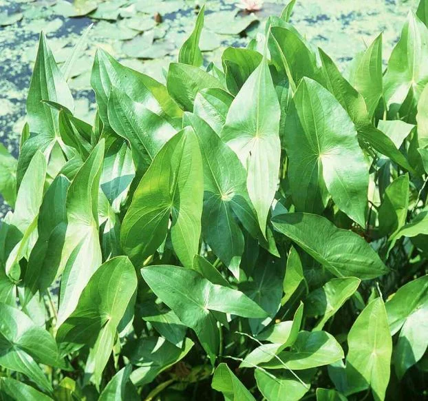 Sagittaria obtusa