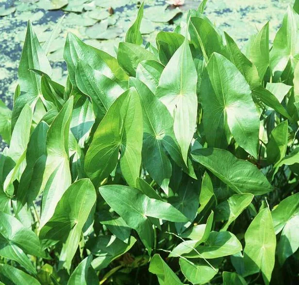 Sagittaria simplex