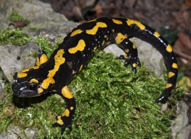 Salamandra salamandra