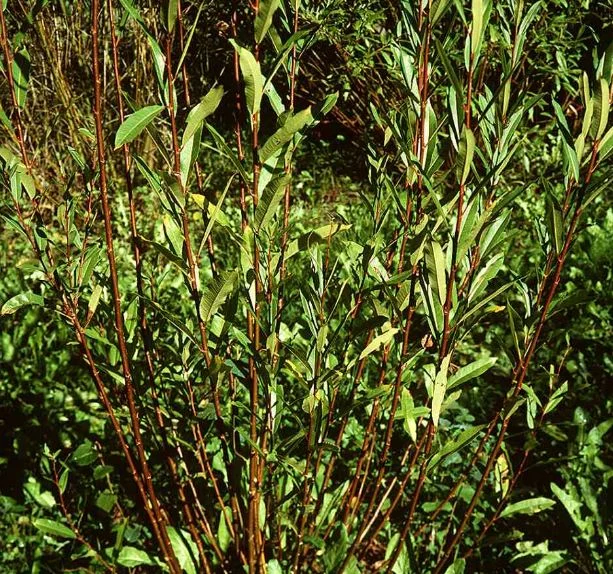 Salix amygdalina