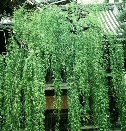 Salix babylonica