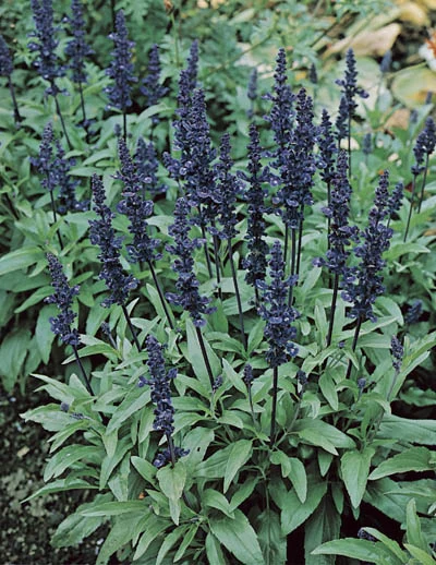 Salvia farinacea