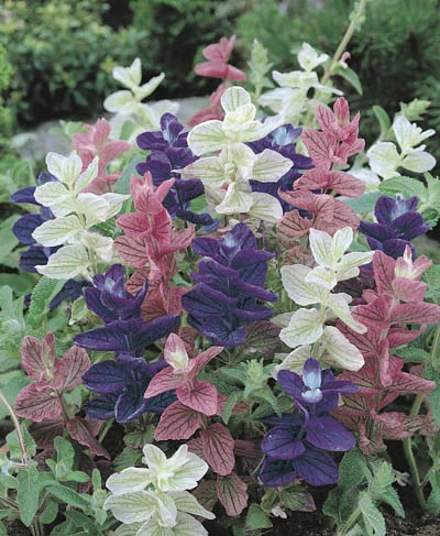 Salvia horminum