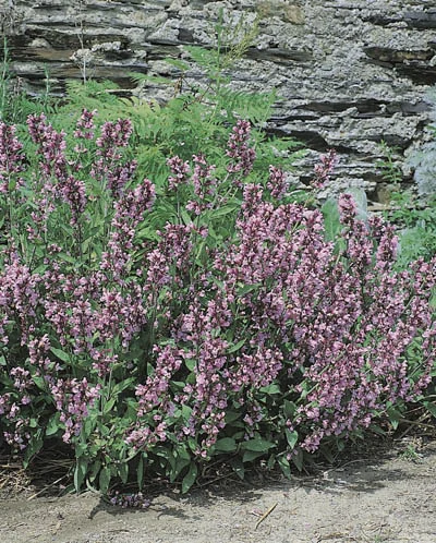 Salvia officinalis