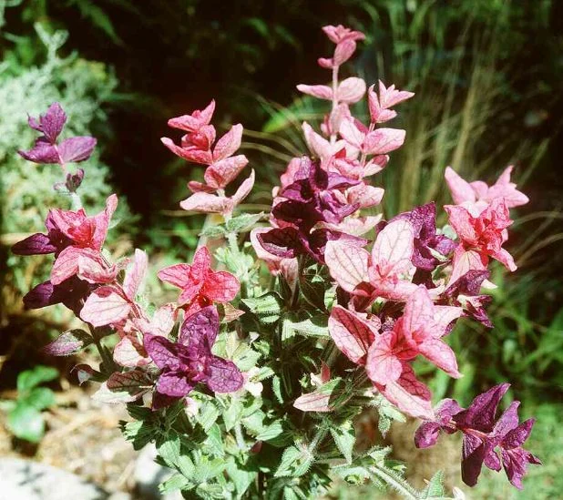 Salvia viridis
