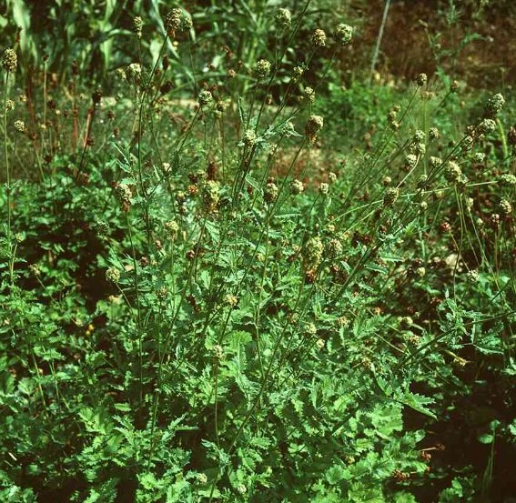 Sanguisorba polygama