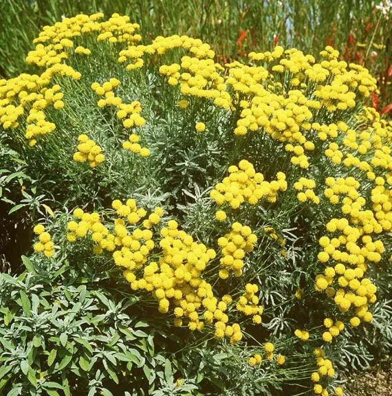 Santolina ericoides
