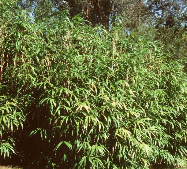 Sasa japonica