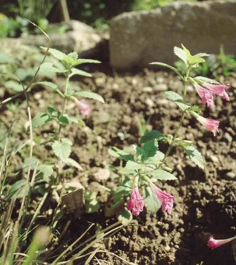 Satureja grandiflora