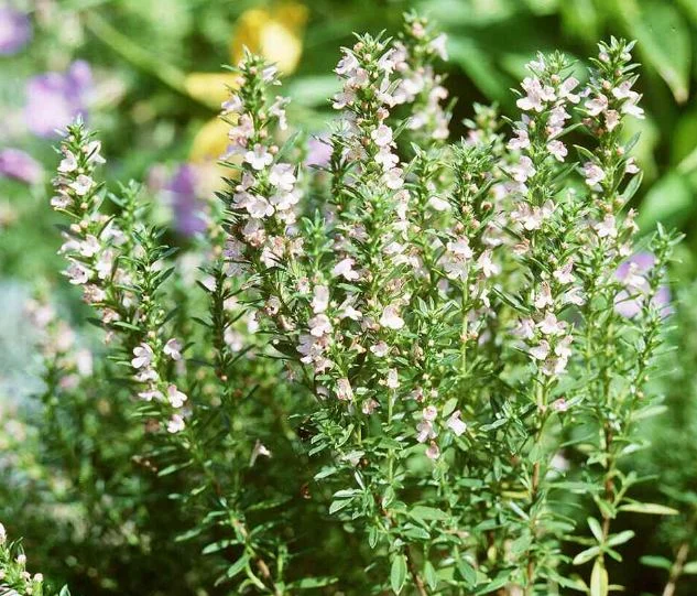 Satureja illyrica