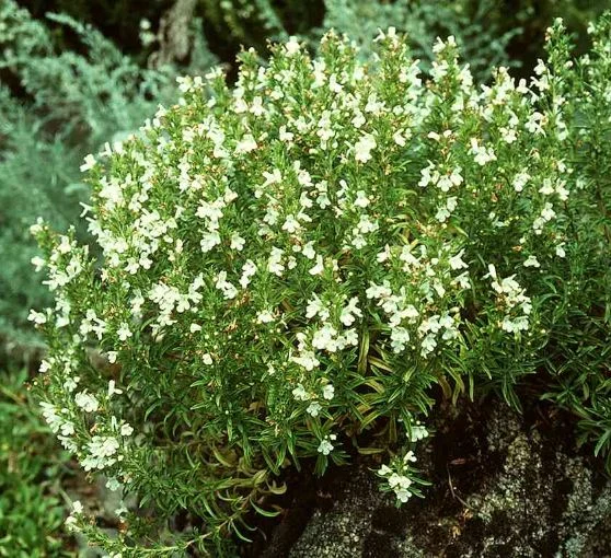 Satureja montana