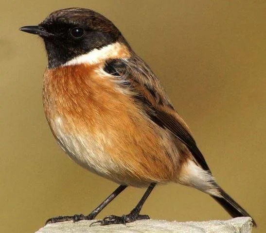 Saxicola torquatus