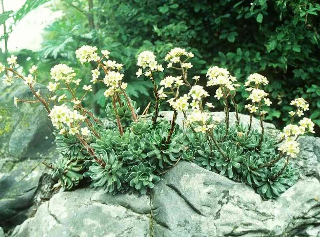 Saxifraga aizoon