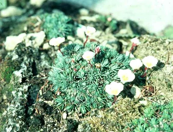 Saxifraga burseriana