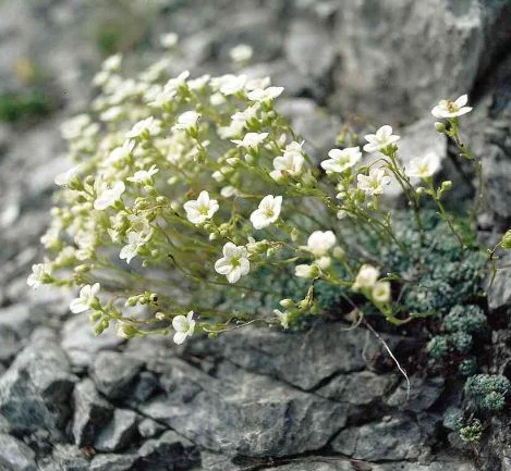Saxifraga caesia