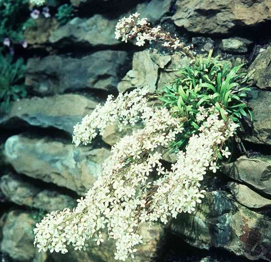Saxifraga callosa