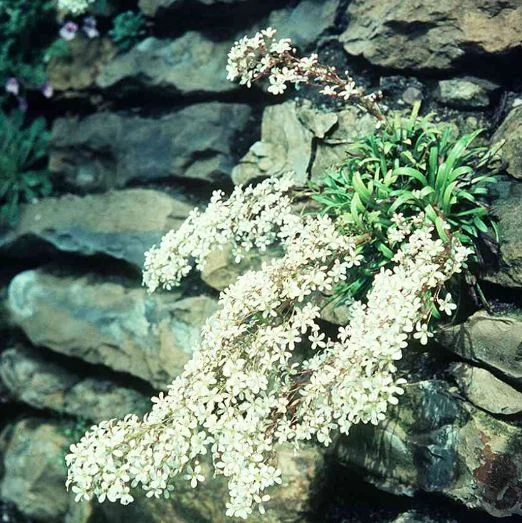 Saxifraga catalaunica