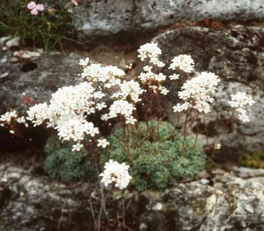 Saxifraga cochlearis