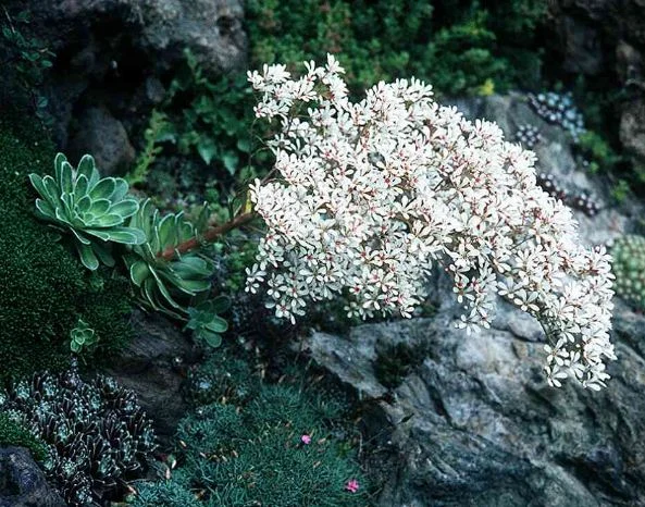 Saxifraga cotyledon