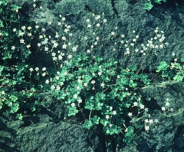 Saxifraga cuneifolia